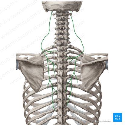 spina dorsale|Nervus dorsalis scapulae: Anatomie, Verlauf und。